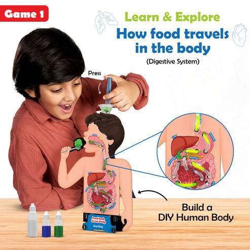 Child playing with food and nutrition learning kit for children showing how food travels in the digestive system