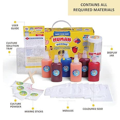 Human Organs Aqua Squish Kit | Make More Than 50 3D Soft and Squishy Human Organs | Magic Water Elf Gel Toys for Girls and Boys | 8 Human Organs Moulds | Ideal for Birthday Gift