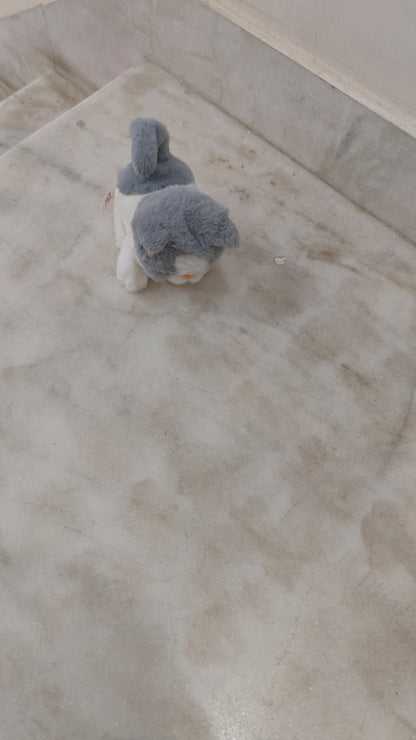 Share Pugs at Play Sasha Walking Cat