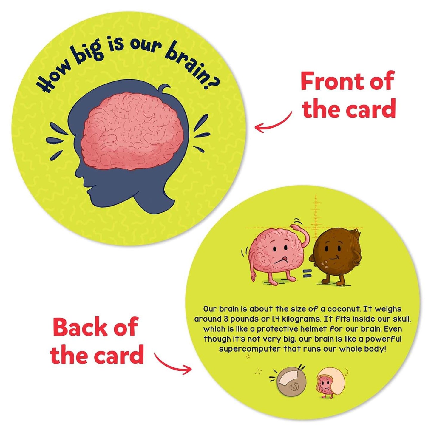 Human body flash cards for kids showing brain size with fun educational facts front and back